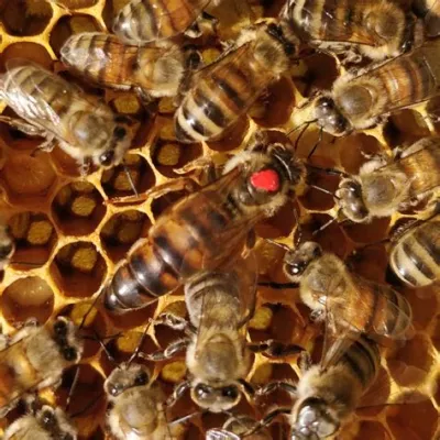 Queen Bee: Ett bi-strul av dimensioner och dronningskap!